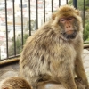 Zdjęcie z Giblartaru - Gibraltar bez magotów nie byłby Gibraltarem