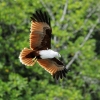 Zdjęcie z Malezji - Orzel langkawi