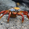  - Zdjęcie  - Na Wyspach Galapagos