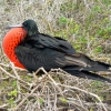  - Zdjęcie  - Na Wyspach Galapagos