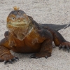  - Zdjęcie  - Na Wyspach Galapagos