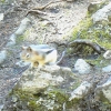 Zdjęcie z Kanady - Johnston Canyon