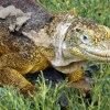  - Zdjęcie  - Na Wyspach Galapagos
