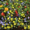 Zdjęcie z Kanady - Butchart Gardens