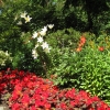 Zdjęcie z Kanady - Butchart Gardens