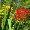 Zdjęcie z Kanady - Butchart Gardens