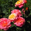 Zdjęcie z Kanady - Butchart Gardens
