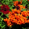 Zdjęcie z Kanady - Butchart Gardens