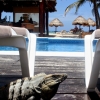 Zdjęcie z Meksyku - Pavo Real Beach Resort-