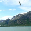 Zdjęcie ze Stanów Zjednoczonych - Glacier Bay