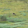 Zdjęcie ze Stanów Zjednoczonych - Denali N.P.