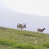 Zdjęcie ze Stanów Zjednoczonych - Denali N.P.