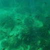 Zdjęcie z Tajlandii - rafa u brzegow Daeng Island