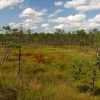 Zdjęcie z Łotwy - Large Kemeri Moorland - widoki ze szlaku.