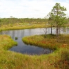 Zdjęcie z Łotwy - Large Kemeri Moorland - kraina jeziorek na wielkim torfowisku.