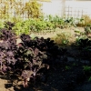 Zdjęcie z Polski - w ogródku warzywnym znajdziemy dekoracyjne odmiany kapusty i nawet jarmuż