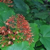 Zdjęcie z Tajlandii - Tropikalna flora