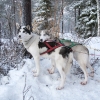 Zdjęcie z Finlandii - Psy husky