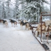 Zdjęcie z Finlandii - Husky safari