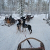 Zdjęcie z Finlandii - Husky safari