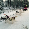 Zdjęcie z Finlandii - husky safari