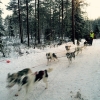 Zdjęcie z Finlandii - Husky safari