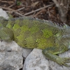 Zdjęcie z Curacao - 