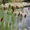 Zdjęcie z Polski - Ogród Botaniczny