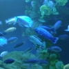 Zdjęcie z Polski - oceanarium