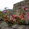 Zdjęcie z Peru - Machu Picchu