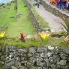 Zdjęcie z Peru - Machu Picchu
