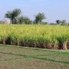 Zdjęcie z Egiptu - Luksor - pole trzciny cukrowej.