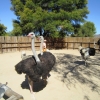 Zdjęcie z Republiki Półudniowej Afryki - Ostrich Show Farms Oudtshoorn
