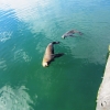 Zdjęcie z Republiki Półudniowej Afryki - Seal Island - Kapsztad