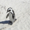 Zdjęcie z Republiki Półudniowej Afryki - Boulders Beach