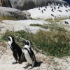 Zdjęcie z Republiki Półudniowej Afryki - Boulders Beach