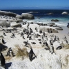 Zdjęcie z Republiki Półudniowej Afryki - Boulders Beach