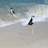 Zdjęcie z Republiki Półudniowej Afryki - Boulders Beach