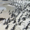 Zdjęcie z Republiki Półudniowej Afryki - Boulders Beach