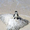 Zdjęcie z Republiki Półudniowej Afryki - Boulders Beach