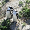 Zdjęcie z Republiki Półudniowej Afryki - Boulders Beach