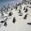 Zdjęcie z Republiki Półudniowej Afryki - Boulders Beach