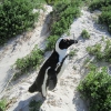 Zdjęcie z Republiki Półudniowej Afryki - Boulders Beach