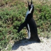 Zdjęcie z Republiki Półudniowej Afryki - Boulders Beach