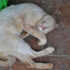 Zdjęcie z Tajlandii - Ten kotek codziennie spal przed wejsciem do sklepiku kolo naszego hotelu.