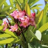 Zdjęcie z Tanzanii - FRANGIPANI