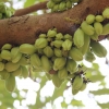 Zdjęcie z Tanzanii - Bilimbi