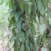 Zdjęcie z Tanzanii - wanilia