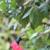 Zdjęcie z Tanzanii - Kolibry