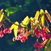 Zdjęcie z Nowej Zelandii - Waitati Gardens